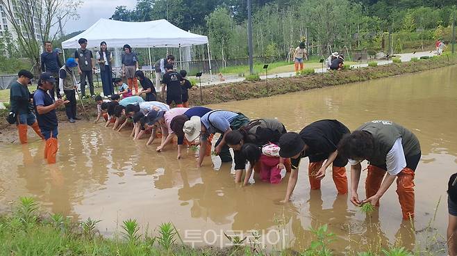 참가자들이 모내기를 하고 있다.