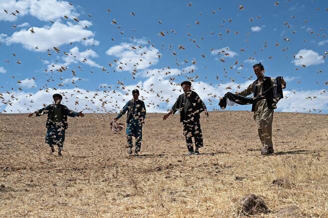 지난 4일(현지시각) 아프간 발흐주 숄가라 지역의 칸달리 밀밭에서 농부들이 메뚜기떼 사이를 걸어가고 있다. AFP 연합뉴스