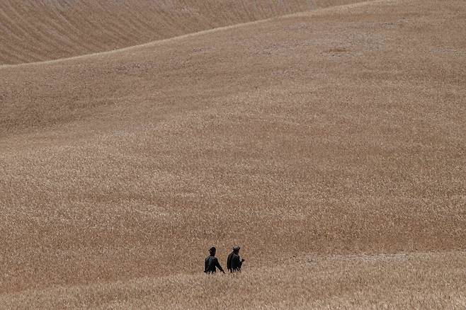 지난 4일(현지시각) 아프간 발흐주 숄가라 지역의 칸달리 지역에서 농부들이 메뚜기떼를 확인하기 위해 밑밭 사이를 걷고 있다.  AFP 연합뉴스