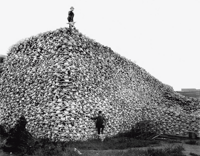 카우보이 시대 미국에선 ‘소뼈 줍기 산업’이 유행했다. 뼛가루가 섞인 토양에 씨를 뿌리면 농작물이 잘 자랐다. [사진=출판사 해나무]