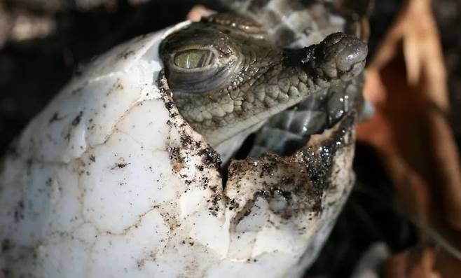 [사진출처 = BBC]