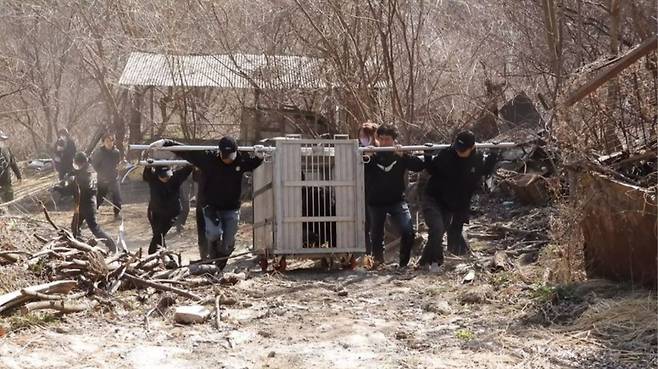 구조한 사육 반달가슴곰들을 옮기는 모습 [곰보금자리프로젝트 제공]