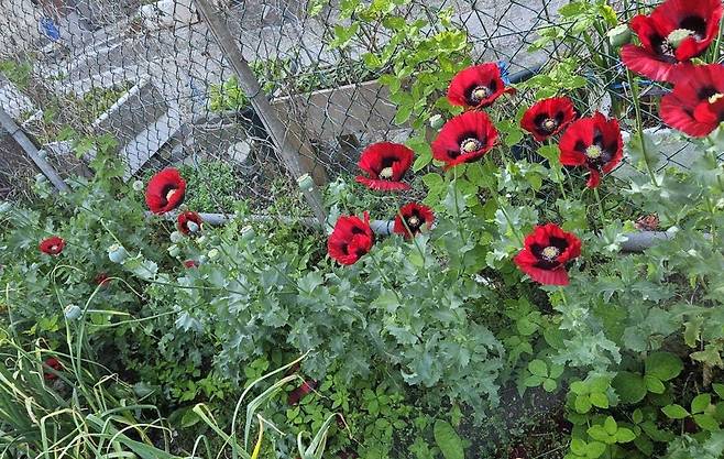 양귀비 밀경작 현장 [부산경찰청 제공. 재판매 및 DB 금지]