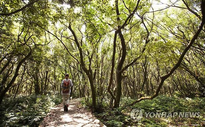 제주의 곶자왈 [연합뉴스 자료사진]