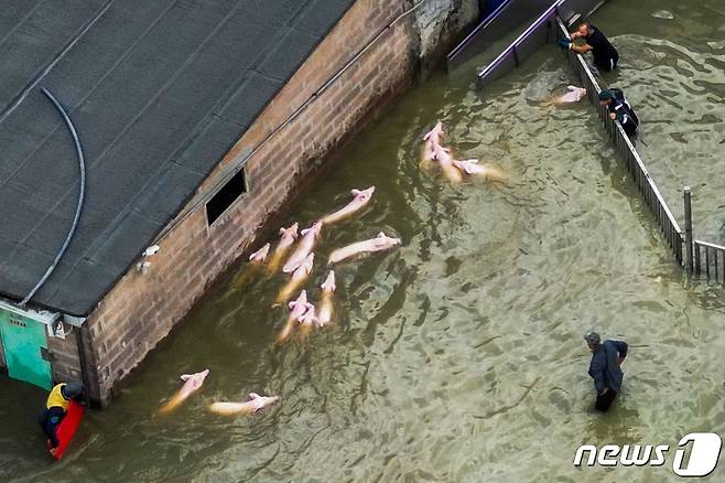 18일(현지시간) 기록적인 폭우가 쏟아진 이탈리아 에밀리아-로마냐주 라벤나의 물에 잠긴 돼지 농장에서 농부가 돼지를 옮기기 위해 모으고 있다. ⓒ AFP=뉴스1 ⓒ News1 우동명 기자