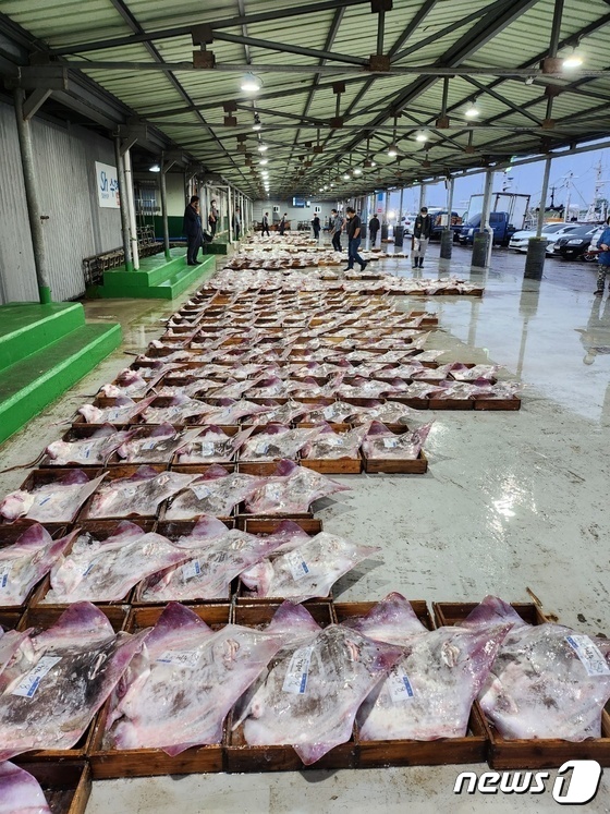 지난 5월29일 전북 군산 해망동 소재 수협 위판장에서 홍어 경매가 진행되고 있다.(군산수협 제공) 2023.5.29/뉴스1