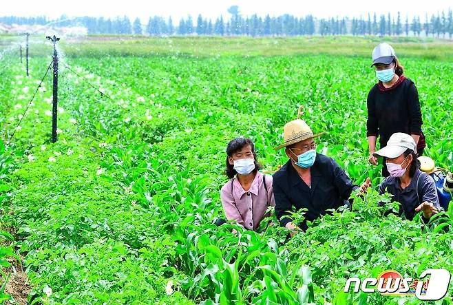 (평양 노동신문=뉴스1) = 북한 노동당 기관지 노동신문은 10일 "당중앙 전원회의가 제시한 올해 알곡 생산 목표를 기어이 점령하자＂고 촉구했다. 사진은 청단군 읍농장. [국내에서만 사용가능. 재배포 금지. DB 금지. For Use Only in the Republic of Korea. Redistribution Prohibited] rodongphoto@news1.kr