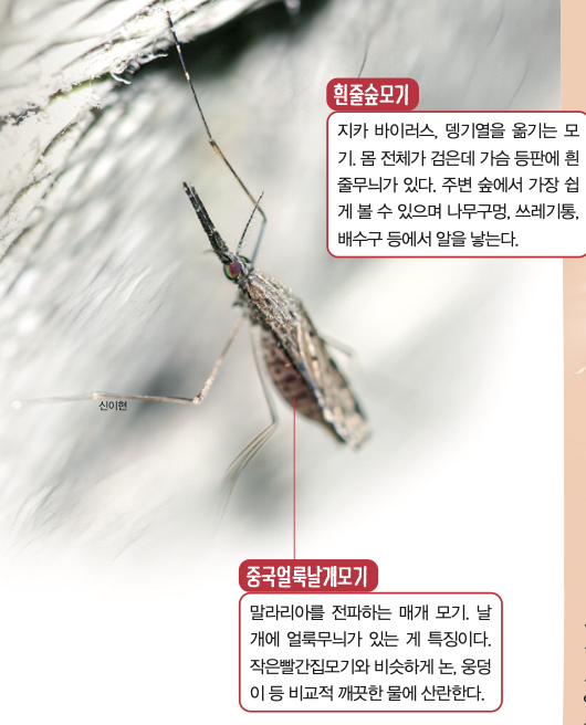 우리 주변에서 볼 수 있는 모기. 신이현 제공