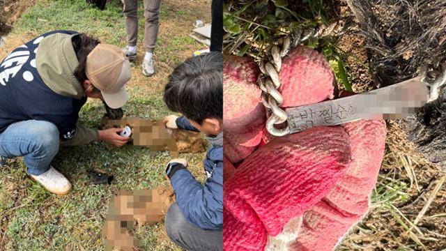 동물보호단체 라이프 관계자들이 경기 여주시 북내면 장암리 일대의 야산에서 118마리의 동물 사체를 발견했다. 사체 중에는 이름이 선명하게 새겨진 목걸이를 한 개 '박찔순'도 발견돼 안타까움을 더했다. 라이프 제공