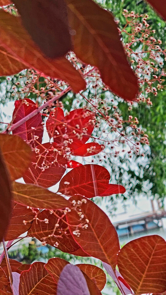 경기 남양주 북한강변 대너리스카페의 자엽안개나무에 꽃이 피어 있다.5월 27일 촬영