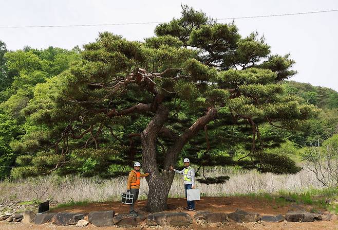 강기래 나무의사(왼쪽)와 김판석 한국나무의사협회장(오른쪽)이 10일 충북 청주시 상당구에 위치한 청주 제35호 보호수(수령 219년)를 진료하기 위해 찾았다. 이날 강 의사와 김 회장은 2인 1조로 생육 상태를 점검, 해충 여부를 확인하고 토양 상태도 면밀히 검사했다.