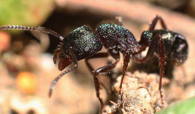 호주 녹색 머리 개미. 사진=Steroid Maximus