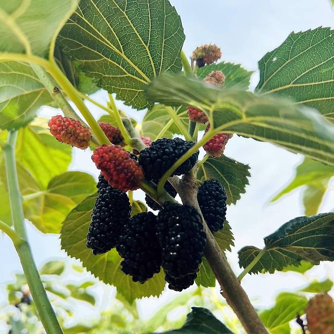 농진청이 개발한 오디 '대심' (공주=연합뉴스) 김진방 기자