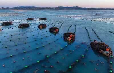 사진: 중국 동부 산둥성 룽청에서 다시마를 수확하는 어부들