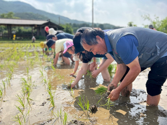 괴산군과 서울시가 도·농상생발전을 위해 추진하는 '괴산서울농장'이 도시민의 꾸준한 호응속에 6월 프로그램을 진행한다.   풍년 기원  손 모내기 체험 모습      사진=괴산군 제공