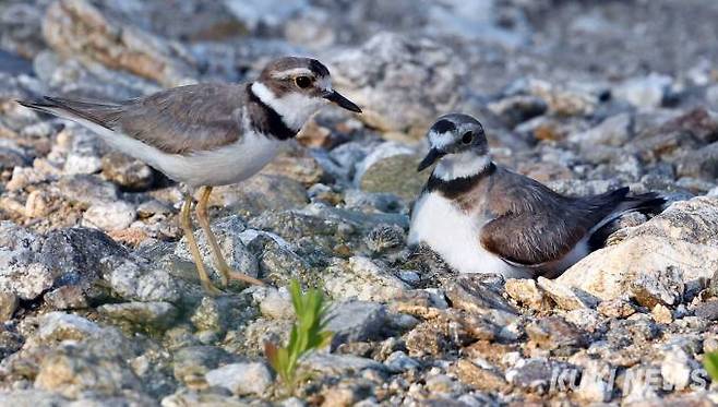 지난 9일 오후 멸종위기종 2급인 흰목물떼새의 어미가 품고 있던 3개의 알 중에서 첫번째 새끼가 알에서 깨어났다. 흰목물떼새 부부는 주변을 경계하며 새로 태어난 새끼를 정성껏 돌보고 있다. 물떼새 종류는 스스로 알에서 깨어나 털이 마르고 걷기 시작하면 바로 먹이활동을 시작한다.