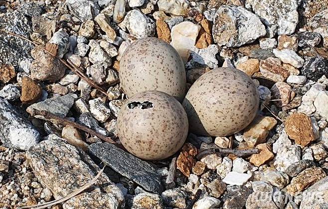 9일 오후 마침내 흰목물떼새 새끼 한마리가 알에서 나오기 위해 부리로 껍질을 깨기 시작했다.