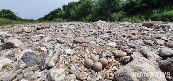 흰목물떼새는 하천변 자갈이나 굵은 모래땅에 오목한 둥지를 만들고 보호색 반점이 있는 4개의 알을 낳아 28일 전후 정성껏 품어 부화시킨다.