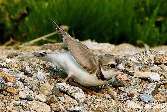 흰목물떼새 어미가 둥지에 침입자가 나타나자 본인이 다친 척하며 침입자를 다른 곳으로 유도하고 있다.