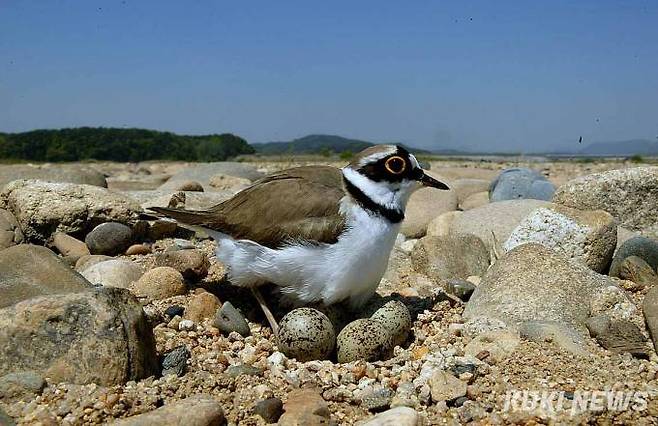 '알 품으려는 꼬마물떼새'여름철새인 꼬마물떼새는 황색 눈테가 뚜렷해 다른 종과 구별된다. 부리는 흰목물떼새보다 짧으며, 아랫부리 기부는 폭 좁은 주황색을 띤다. 눈앞, 머리 위, 귀깃, 가슴에 검은 무늬가 있다. 수컷은 눈앞과 귀깃이 검은색이며, 암컷은 흑갈색이다.