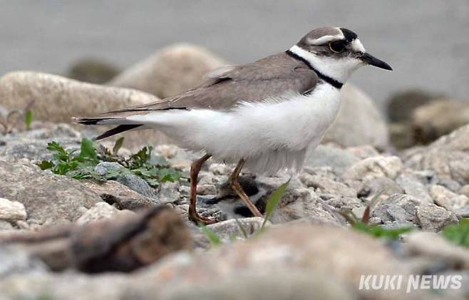 흰목물떼새 새끼가 어미가 만들어준 그늘에서 잠시 휴식을 취하고 있다.
