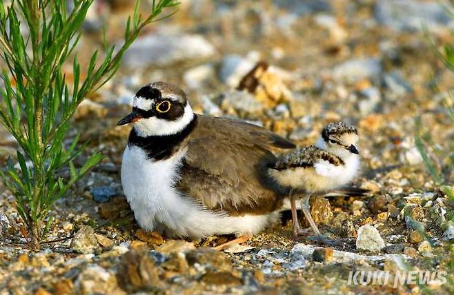 '엄마와 멋지게 한 컷'&nbsp;태어난지 3시간 정도 지난 꼬마물떼새 새끼가 어미 품에서 나와 바깥 세상을 살펴보고 있다.