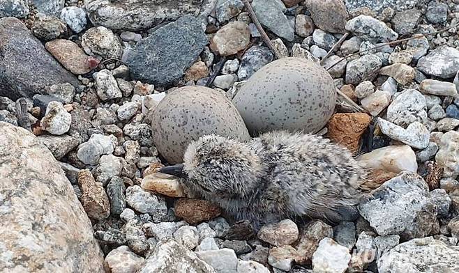 갓 태어나 털이 마르기 시작한 흰목물떼새 새끼
