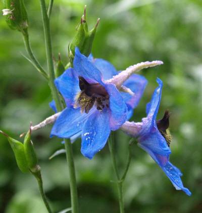 ⓒ http://www.robsplants.com