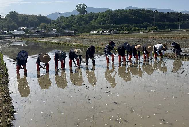 곡성군, 벼 품종 개발 시험포 운영 [곡성군 제공. 재판매 및 DB 금지]