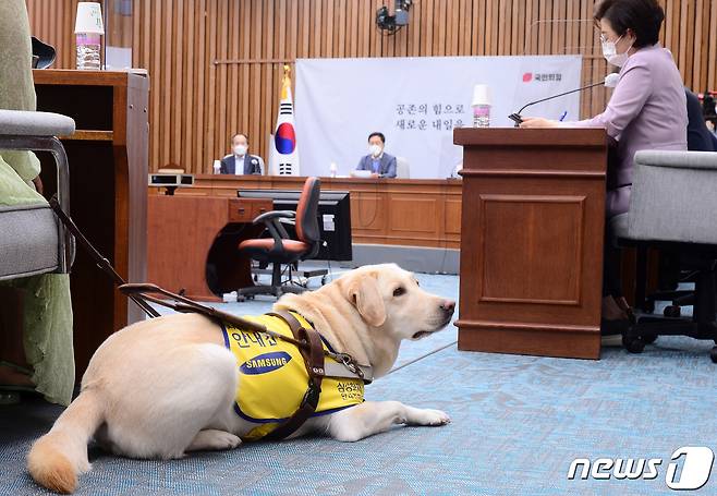 15일 서울 여의도 국회에서 열린 국민의힘 원내대책회의에 김예지 의원의 안내견 조이가 바닥에 엎드려 있다. 2021.6.15/뉴스1 ⓒ News1 구윤성 기자