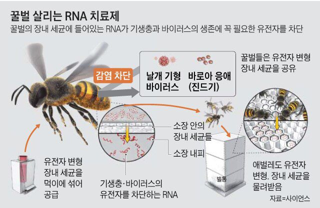 바로아 응애, 기형 날개 바이러스 막는 RNA 간섭 치료제./조선DB