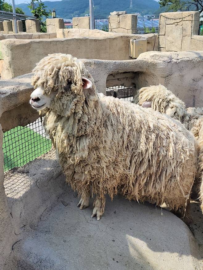 A photo of an unshorn sheep posted by a Gimhae resident on Gimhae City Hall's website (Gimhae City Hall's website's "Ask the mayor" forum)