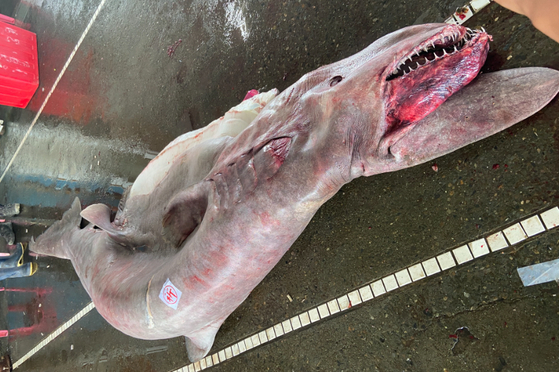 지난 13일 오전 대만 이란현 난팡아오에서 잡힌 마귀상어 모습. 〈사진=대만해양박물관]