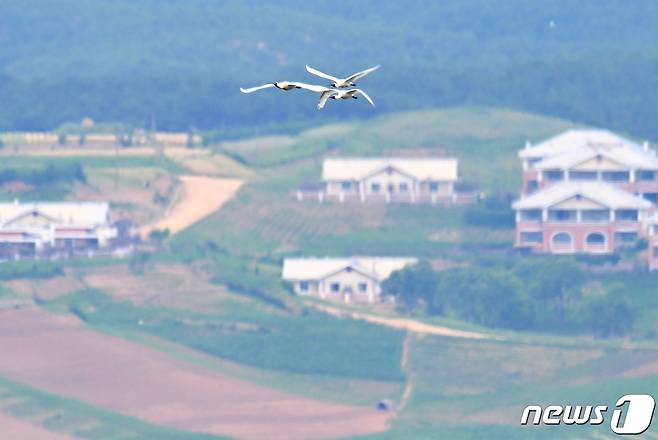 6일 오전 경기 파주시 오두산 통일전망대에서 바라본 북한 황해북도 개풍군 임진강변 마을에서 멸종위기 야생생물 1급 저어새 무리가 비행하고 있다. 2023.6.6/뉴스1 ⓒ News1 구윤성 기자