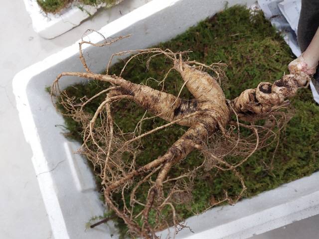 ▲ 횡성군 안흥면에 거주하는 김 모씨가 지난 달 설악산 골짜기에서 발견한 천종삼.