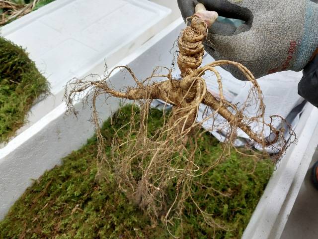 ▲ 횡성군 안흥면에 거주하는 김 모씨가 지난 달 설악산 골짜기에서 발견한 천종삼.