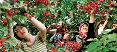 중국 동부 산둥성 웨이하이시의 원덩구에 있는 쿤위산에서 관광객들이 체리를 수확하고 있다. (PRNewsfoto/Xinhua Silk Road)