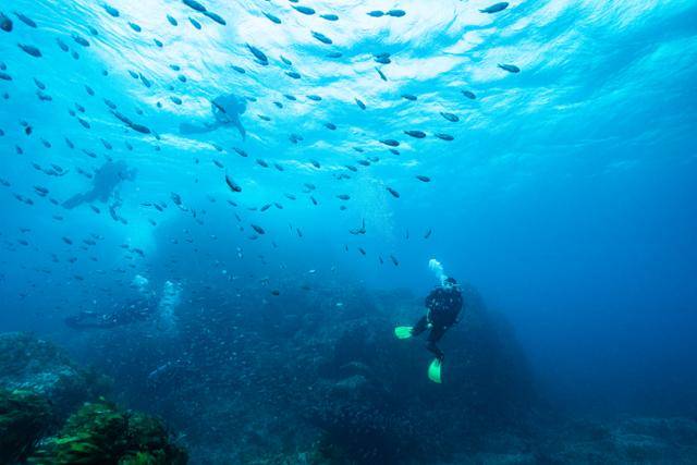 경북 울릉군 바다는 물이 맑고 수심이 깊어 다이빙 성지로 꼽힌다. 울릉군 제공
