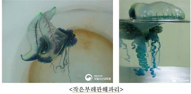 작은부레관해파리 [수과원제공. 재판매 및 DB금지]