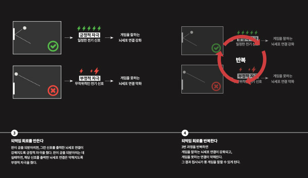 접시뇌가 퐁 게임을 학습한 방법. 과학동아 제공