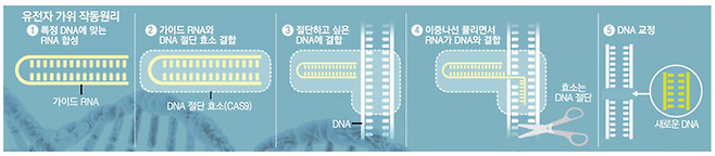 3세대 유전자 가위 작동 과정. 어렵습니다. 한 번 읽어보세요.<사진=매경DB>