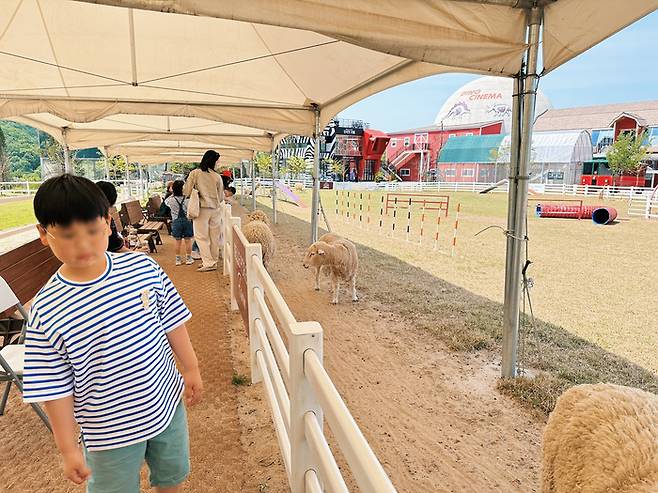 동물을 구경 중인 사람들 / 사진= 권효정 여행+ 기자