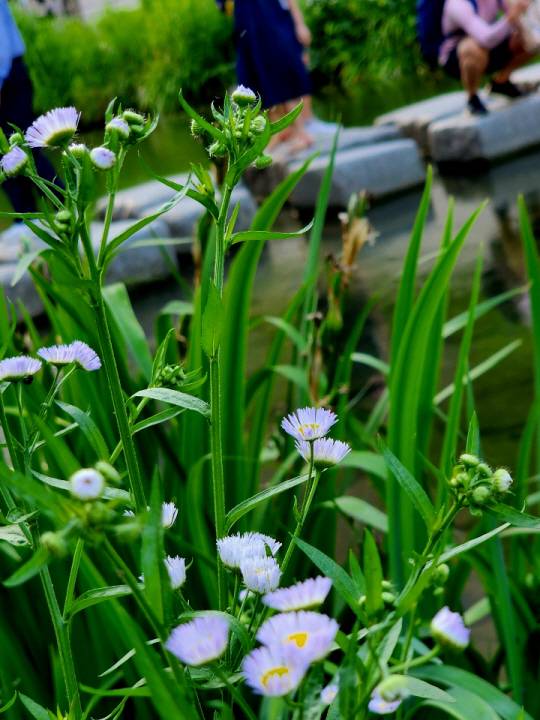 6월의 청계천은 하얀색과 연보라색 개망초가 지천에 늘려 있다. 6월3일 청계천 징검다리에서 촬영