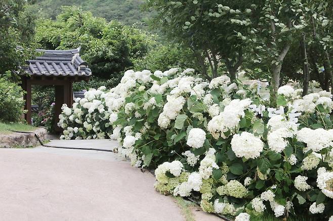 수국공원.