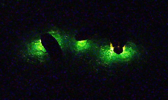 전북 무주군 무주반딧불이 연구소의 애반딧불이가 빛을 밝히고 있다. 박종식 기자