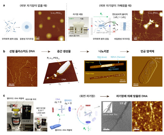 a. 자기장에 따른 막대-코일 빌딩 블록의 자가조립 구조 변화 b.인공염색체의 형성 과정 c. 자기장으로 인공염색체의 DNA 복원