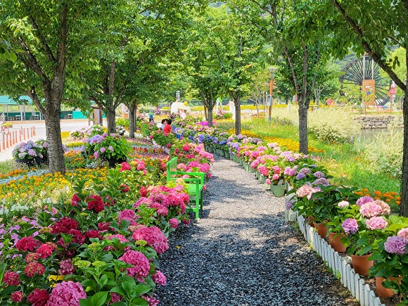 송해공원 수국 전시회 전경  [사진=달성군]