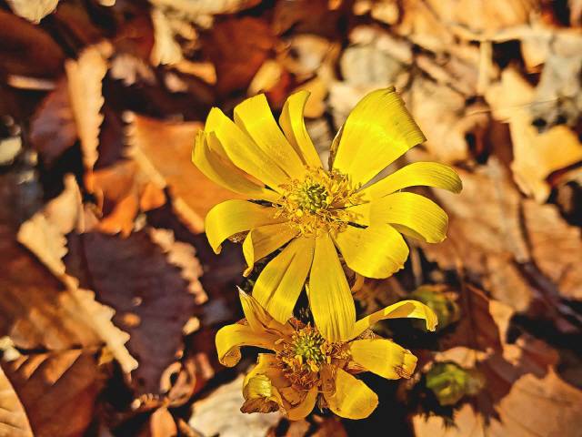 ▲ 동해시 동굴로 141 천곡동 냉천공원에 서식하고 있는 복수초.