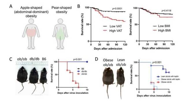 사과형(내장지방형) 복부비만과 배형(피하지방형) 복부비만에 관한 생쥐실험 결과를 보여주는 자료. [사진=도쿄의과치과대]