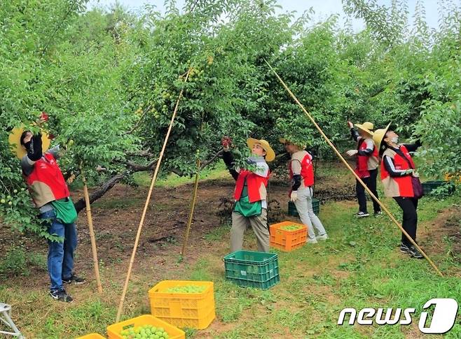 롯데아울렛 광주수완점이 22일 광주 광산구 선동의 매실 재배농가에서 농가 일손돕기 활동을 진행하고 있다.(롯데 광주 제공) 2023.6.22/뉴스1 ⓒ News1